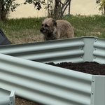 Photo by Peggy the Border Terrier CBE 🎖️ (@PeggyBorder)