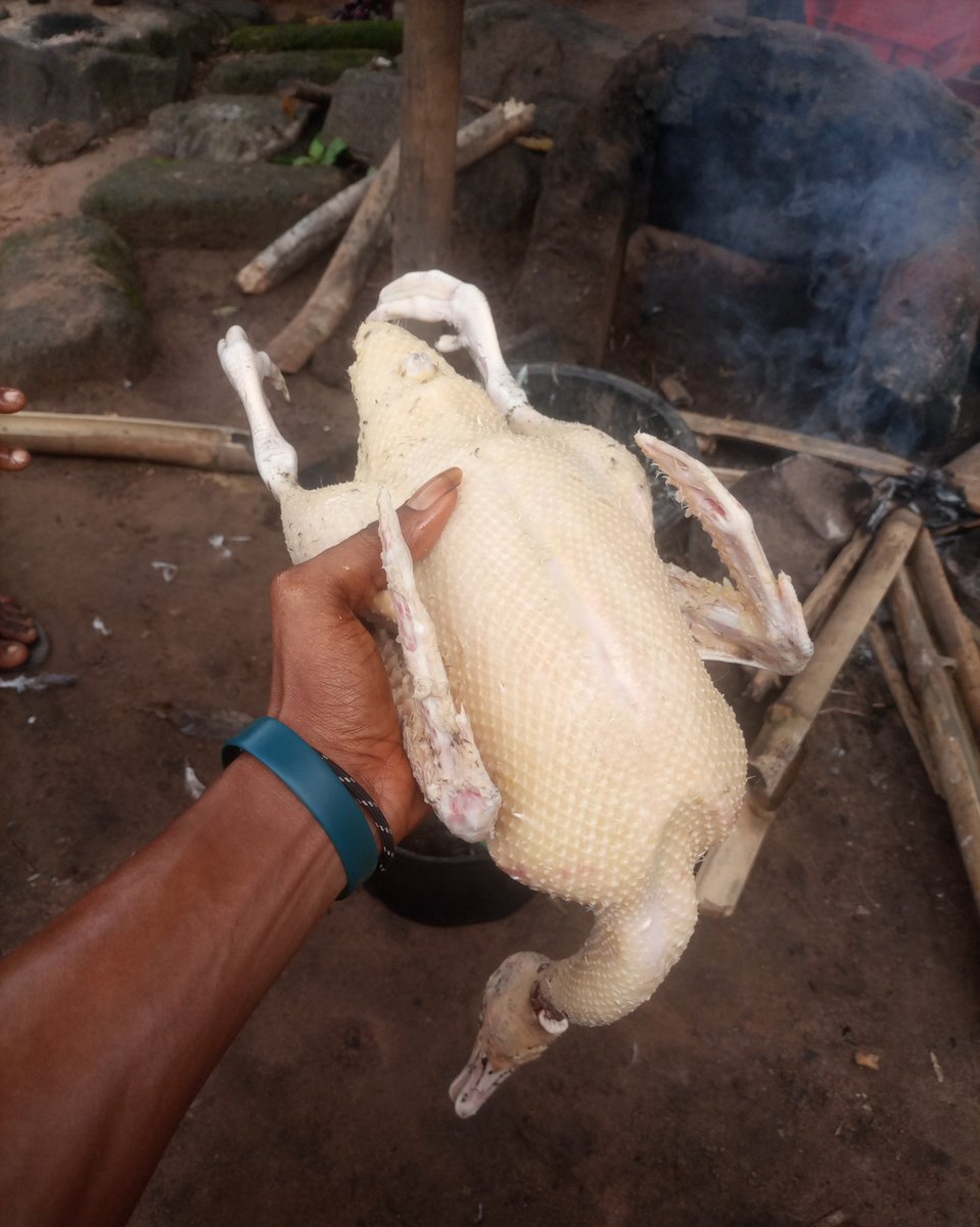 Optimismking's tweet photo. This is just 4 months old... Look at how big he is. I already have like 10 + Male duck's. So eating one is not a bad idea at all.

The only animal I will think twice before slaughtering is my GOAT'S, but I will do my chickens and duck's as I like.

Let me enter kitchen First. https://t.co/djbbwtW2pT
