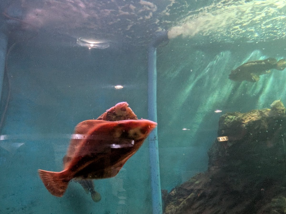 _mochi_06_'s tweet photo. 稚内のノシャップ岬にある水族館、
カレイが泳ぎまくってた https://t.co/mnhEux4F9n