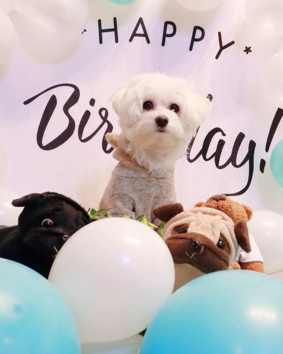 ShannonFlo82aa's tweet photo. Yesterday was Pino’s 3rd birthday. It feels like we just celebrated his 2nd, but somehow a whole year has passed. He’s become just as affectionate as Parum after growing up watching his big brother. Let’s work on growing more fur at 3. Here’s to https://t.co/LleuKyGMZX