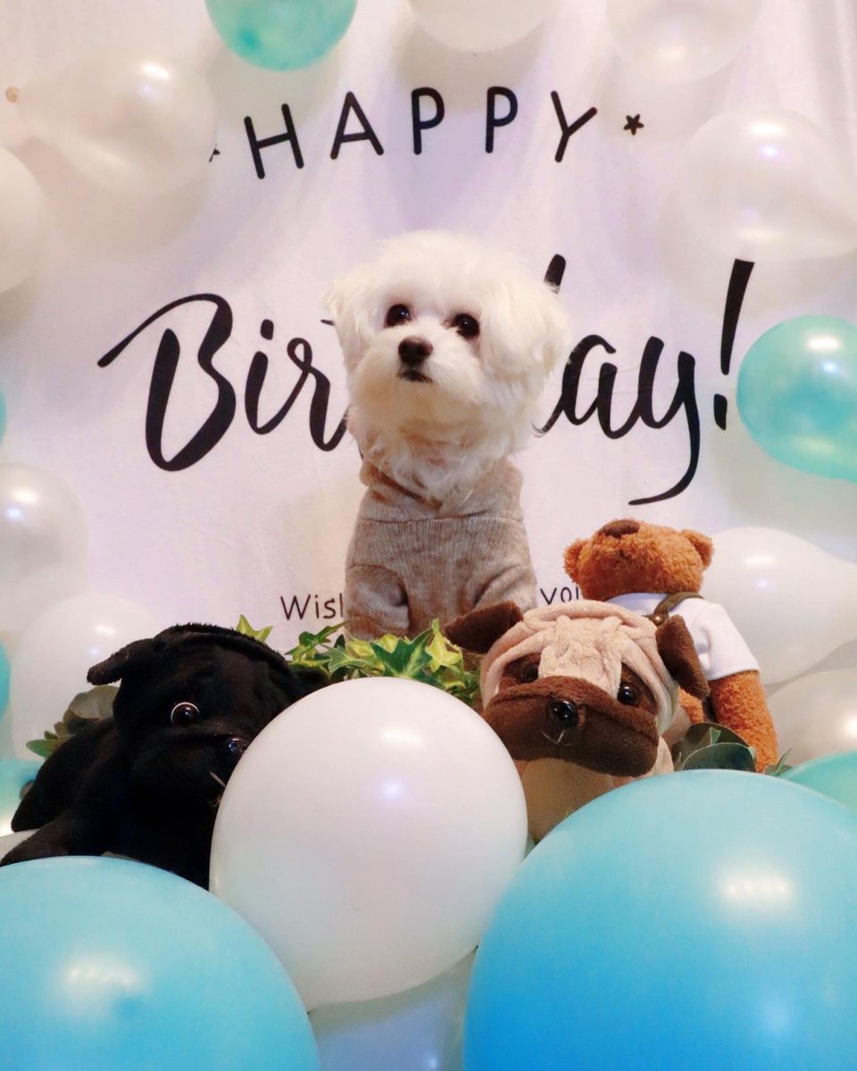 ShannonFlo82aa's tweet photo. Yesterday was Pino’s 3rd birthday. It feels like we just celebrated his 2nd, but somehow a whole year has passed. He’s become just as affectionate as Parum after growing up watching his big brother. Let’s work on growing more fur at 3. Here’s to https://t.co/LleuKyGMZX