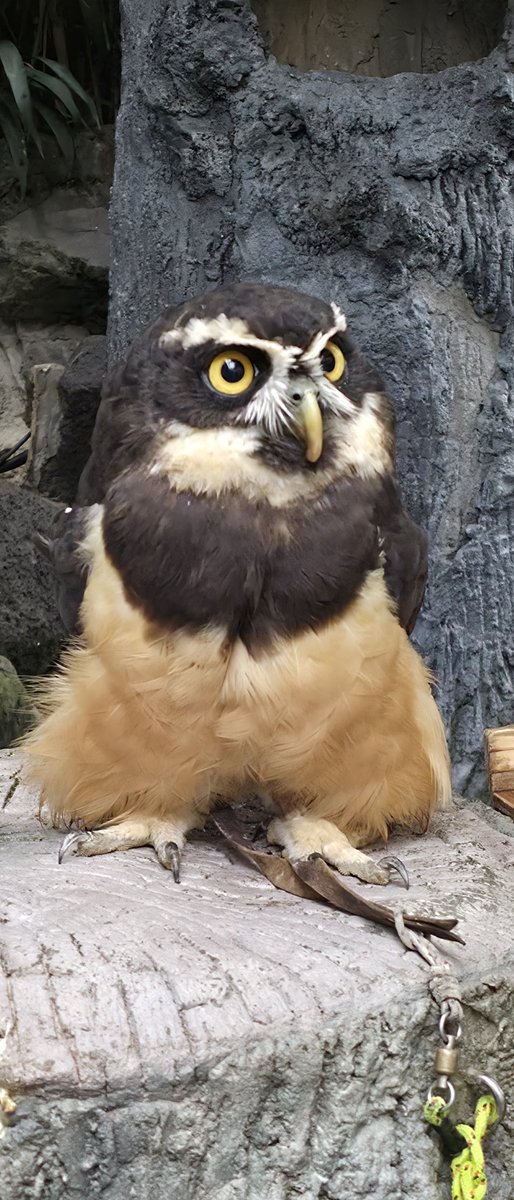 keee_abc's tweet photo. フクロウ可愛かった。
伊豆シャボテン公園
#GalaxyZFord8ULTRA https://t.co/AU4RadPUqm