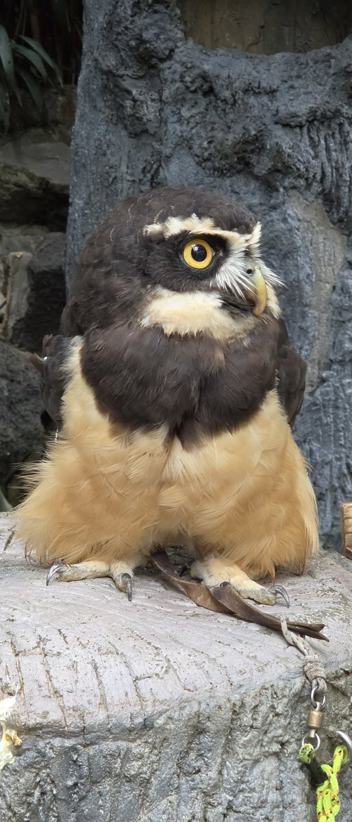 keee_abc's tweet photo. フクロウ可愛かった。
伊豆シャボテン公園
#GalaxyZFord8ULTRA https://t.co/AU4RadPUqm