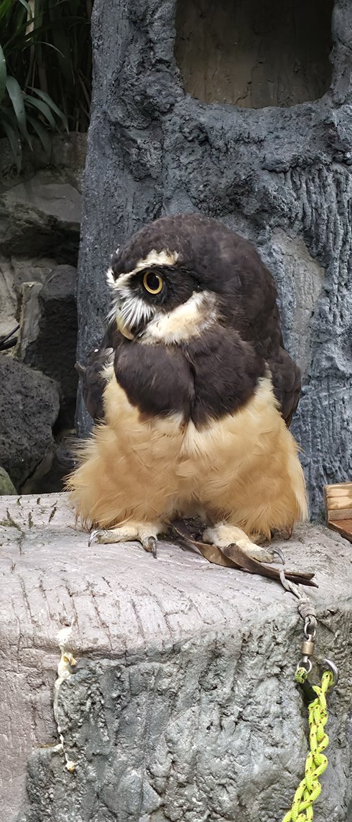 keee_abc's tweet photo. フクロウ可愛かった。
伊豆シャボテン公園
#GalaxyZFord8ULTRA https://t.co/AU4RadPUqm