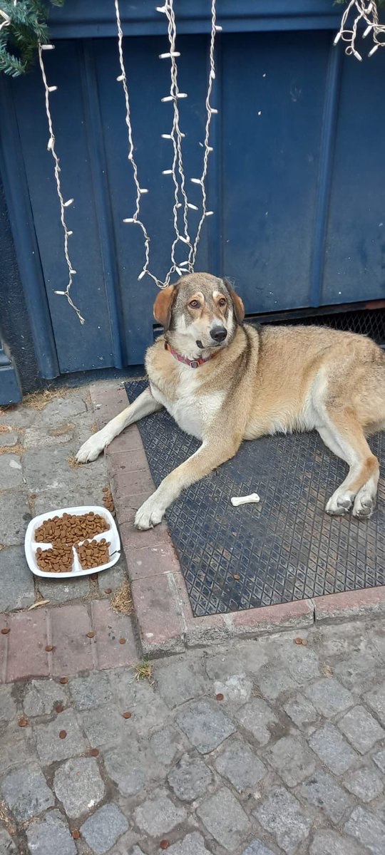 DForTovarisch's tweet photo. Ortaköy sahilde yaşadığı yerden şikayet üzerine barınağa alınan bu çocuğa yuva ya da yaşam alanı aranıyor, ilgilenen gönüllü sesini duyuramamış sahiplenen olmamış. İstanbul ve çevresi başta olmak üzere güvenilir bir alan sağlanırsa her yere getiririz 🙏🏻 https://t.co/3WK1rTWsSD