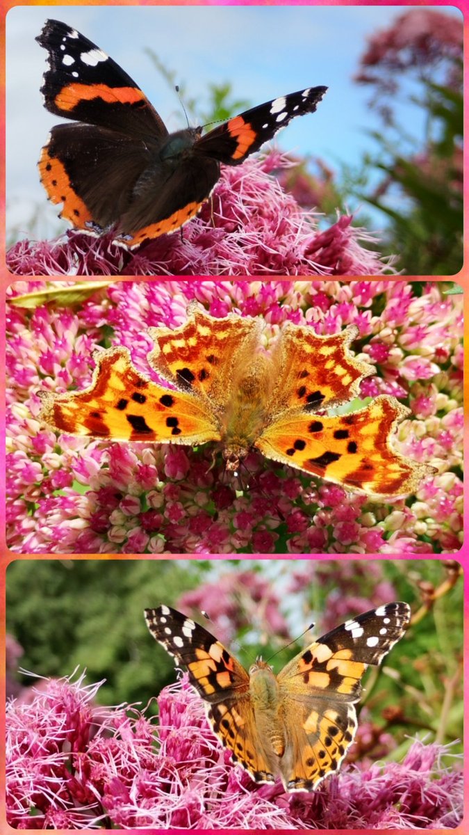s4r4h_l's tweet photo. There wasn't just that stunning speckled wood enjoying the sunshine yesterday, there were also #redadmiral, #comma and #paintedladies! They seem all the more precious as the seasons change. #Lancashire @savebutterflies https://t.co/rFrdSejAV8