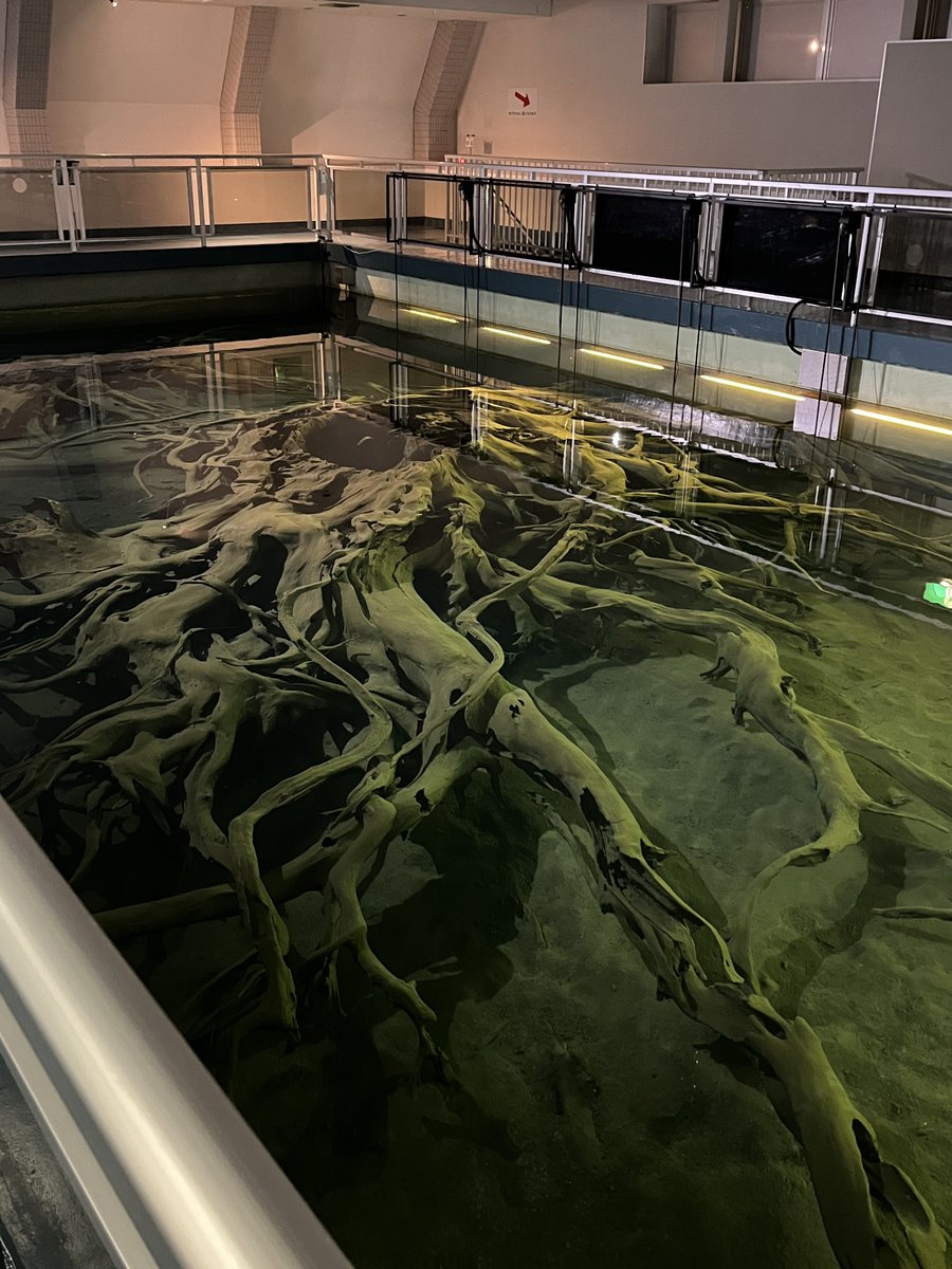 tamba_n11's tweet photo. ずっと行きたかった、魚津市の埋没林博物館に行ってきました！

根っこのみでも太古の巨木を感じる迫力…！ https://t.co/JIJtEiAuOr
