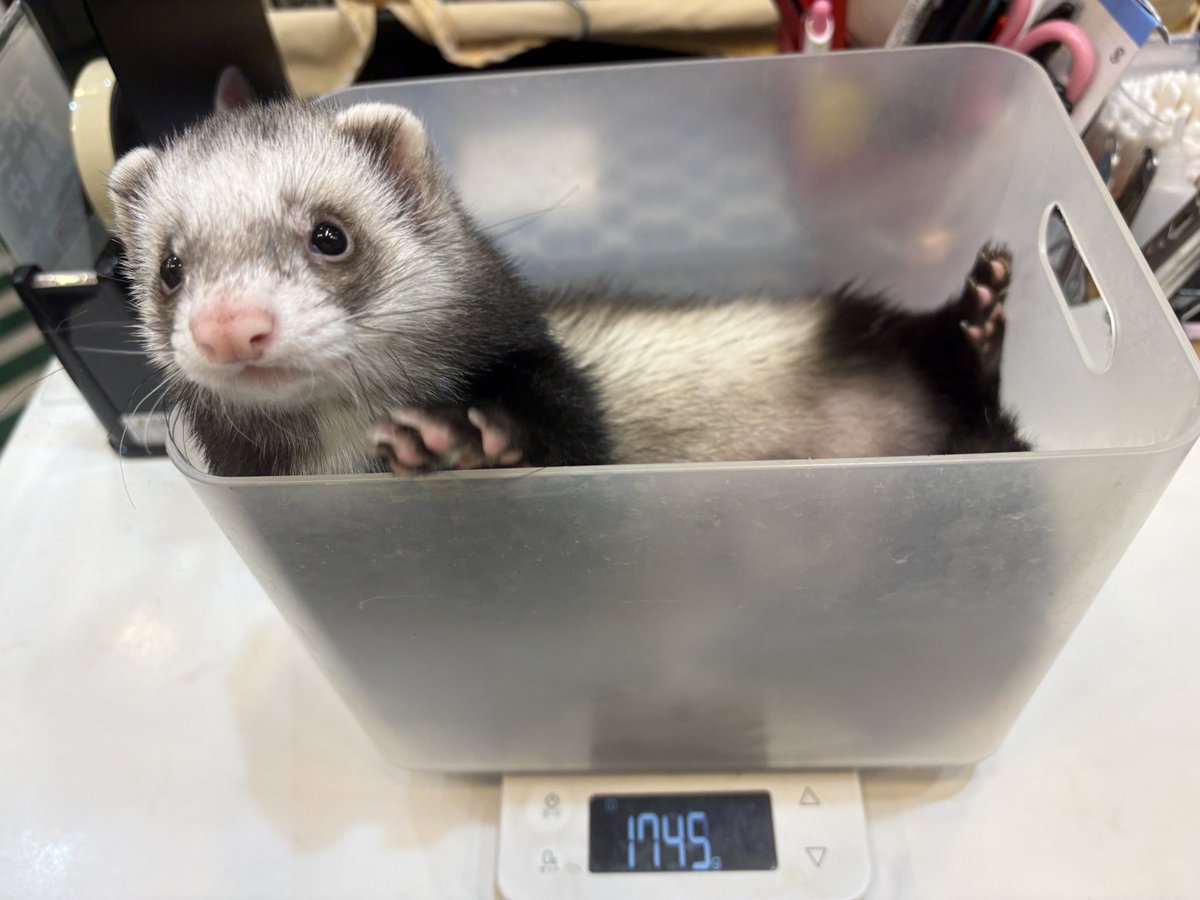 fwminato's tweet photo. 実は生後5ヶ月で『1.7kg』のボク‼️
きゅるきゅるのお顔にムッチムチな体がたまらないんです🤭💕💕

＃フェレットワールドみなとみらい店
＃Ferret
＃ファーファームアンゴラフェレット https://t.co/2kdt4Whf68