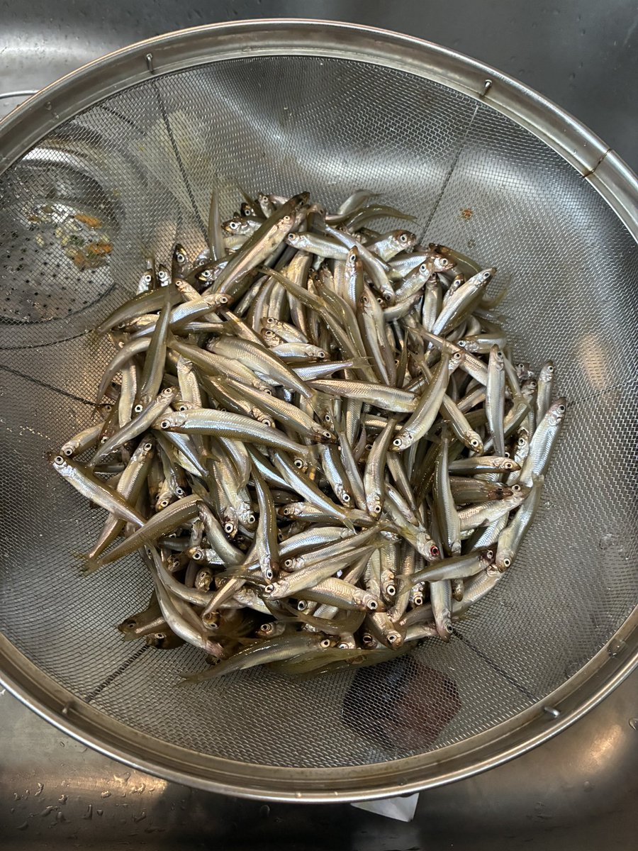 OLifech's tweet photo. 箱根芦ノ湖ワカサギ釣り、300尾程度
500グラムは甘露煮にしました。

#ワカサギ釣り
#芦ノ湖 https://t.co/M2CMaOAFcO