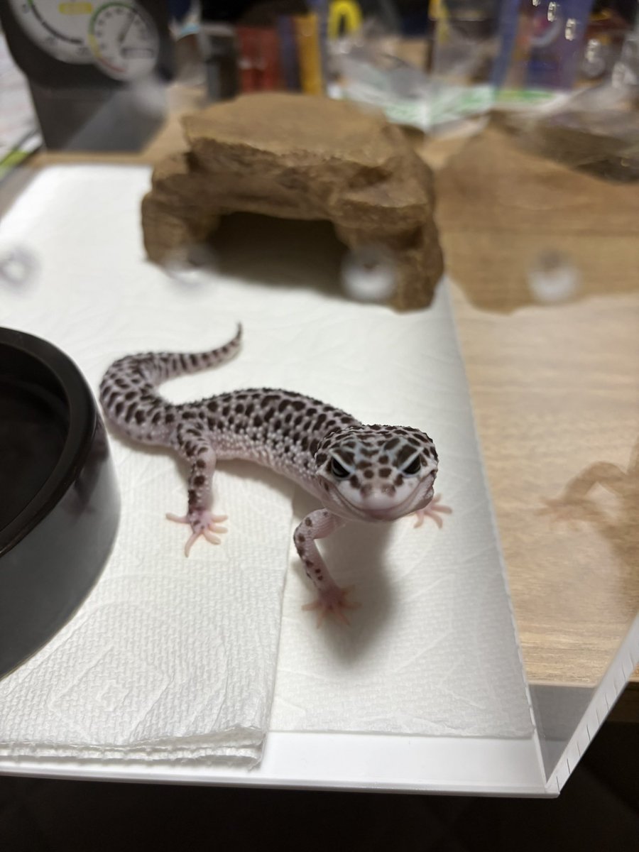 7010_2001_06_05's tweet photo. うちのレオパちゃん達です🦎
トレンパーアルビノ＝みかん
ブレイジングブリザード＝ハク
スーパーマックスノー＝オレオ
#ヒョウモントカゲモドキ
#レオパードゲッコー
#レオパ https://t.co/iyU97nlNgO