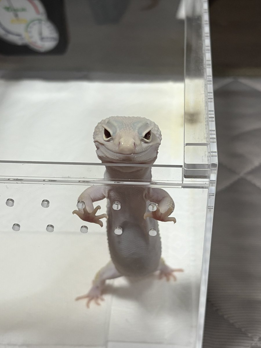 7010_2001_06_05's tweet photo. うちのレオパちゃん達です🦎
トレンパーアルビノ＝みかん
ブレイジングブリザード＝ハク
スーパーマックスノー＝オレオ
#ヒョウモントカゲモドキ
#レオパードゲッコー
#レオパ https://t.co/iyU97nlNgO