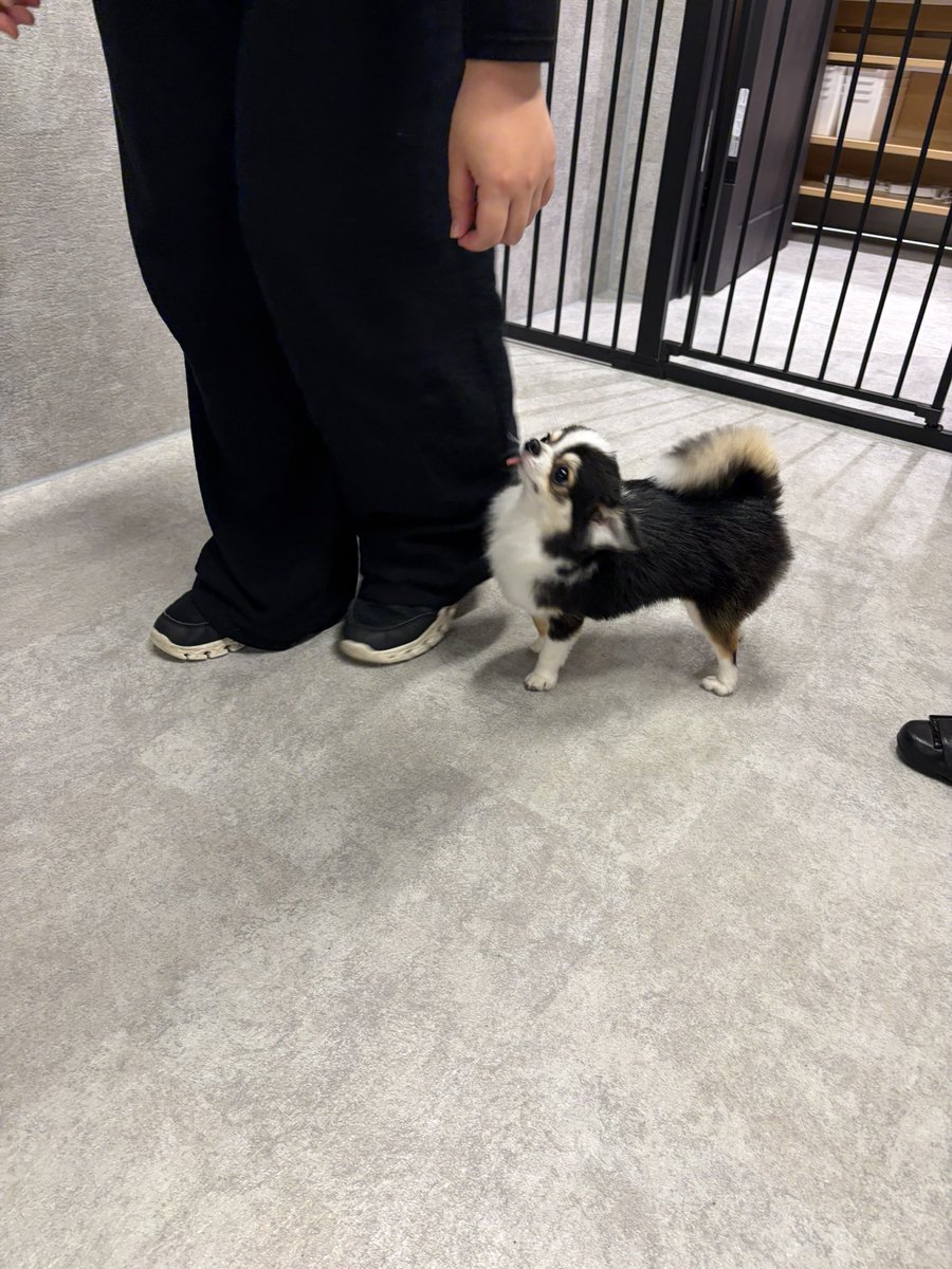 kawaii_nagaiki's tweet photo. しつけ教室行ったんだけど
「ついて」でトレーナーさんの横ついて歩くもちょ可愛すぎて卒倒 https://t.co/BIVAesBdg1
