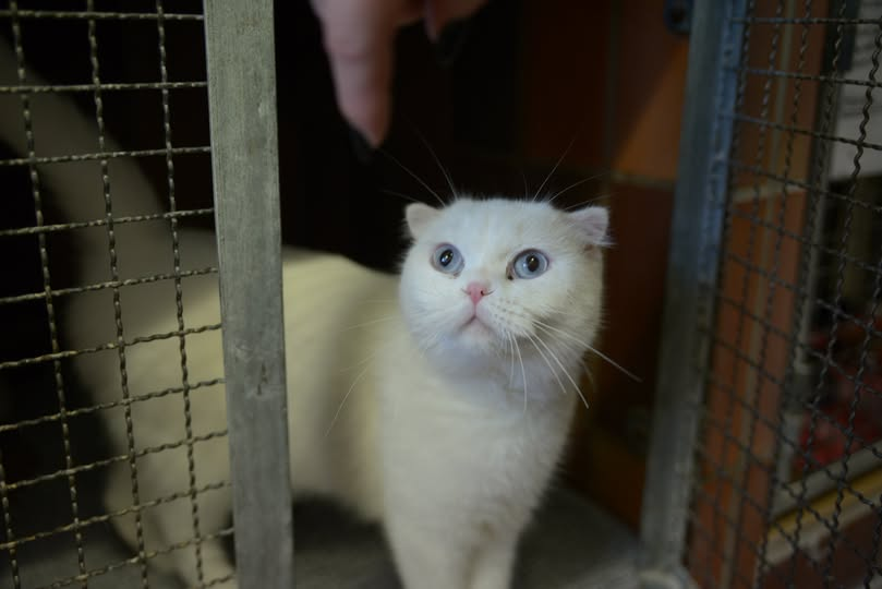 yolandaschultes's tweet photo. 45141 Essen
Katzen ausgesetzt
Kopie Tierheim
Kastrierter Kater, gefunden am 05. September an der Grillostraße im Essener Nordviertel. Der Kater wurde, mit seiner Katzenfreundin, einfach in einen unserer Hundausläufe ausgesetzt. Interne Nummer: 1895
+49 201 8372350
info@tierheim-essen.de
