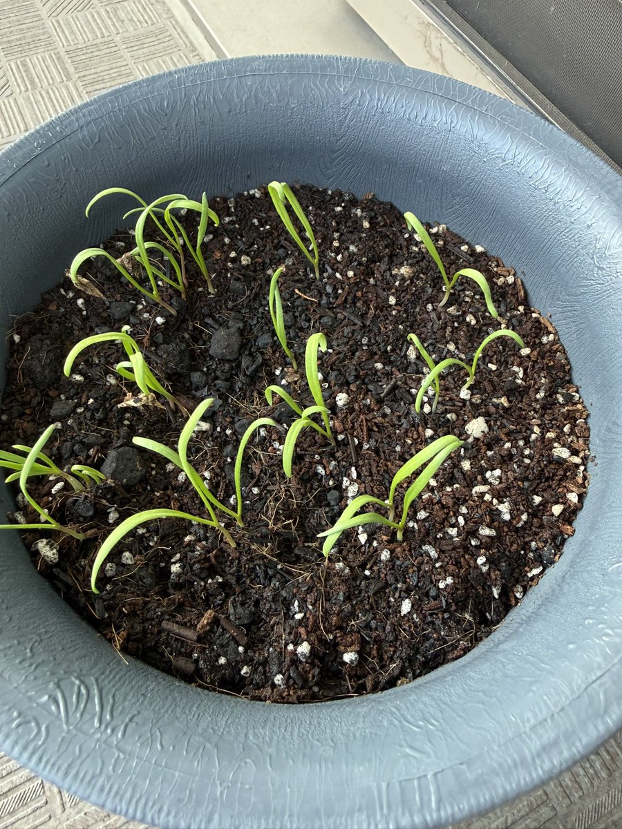 nknk_everyday's tweet photo. ほうれん草5日目🌱
芽が大きくなってきた✨ https://t.co/KlH8VRHR91