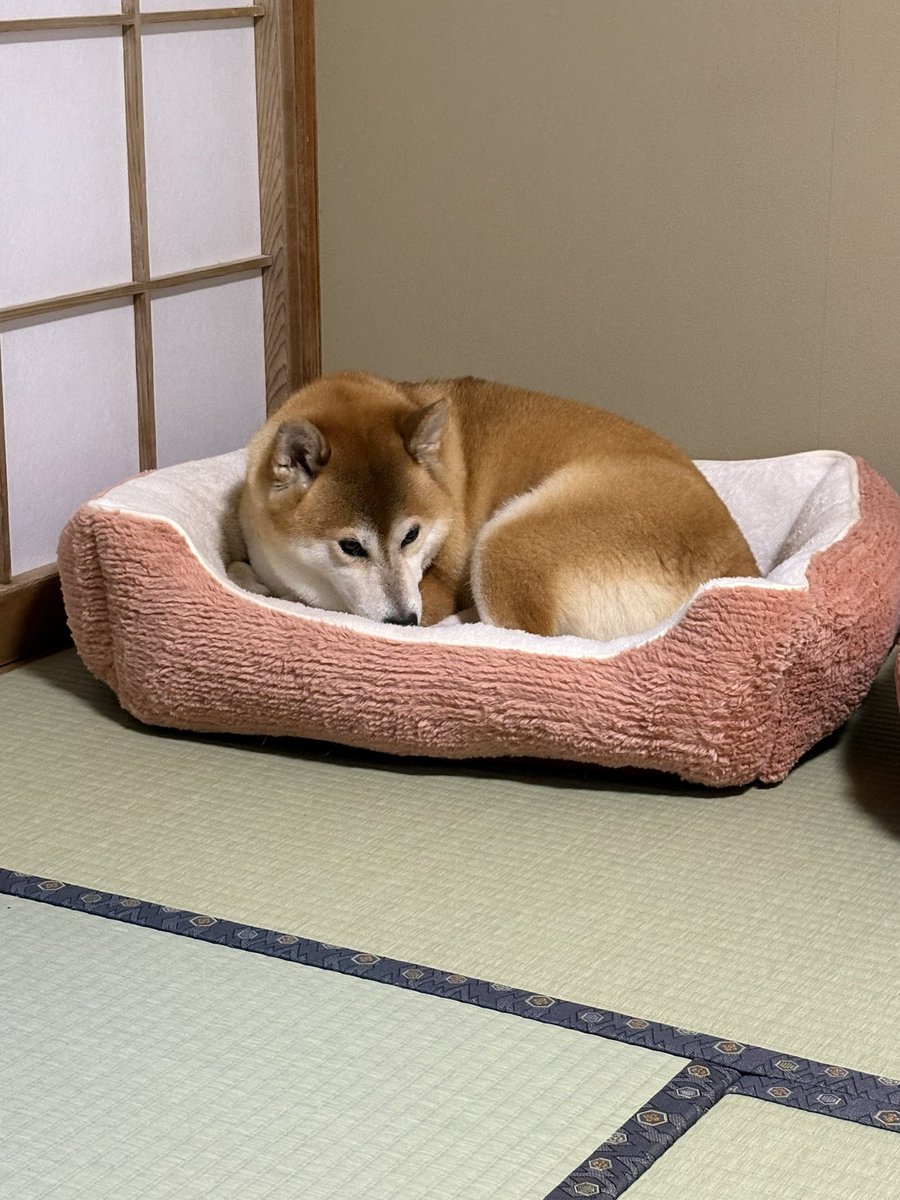 2Yajii's tweet photo. 旅館での寝床間違ってる子がいる
正解は…
#柴犬　#鹿鳴荘 https://t.co/N5WWsNhiZo