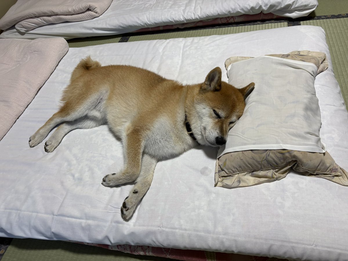 2Yajii's tweet photo. 旅館での寝床間違ってる子がいる
正解は…
#柴犬　#鹿鳴荘 https://t.co/N5WWsNhiZo