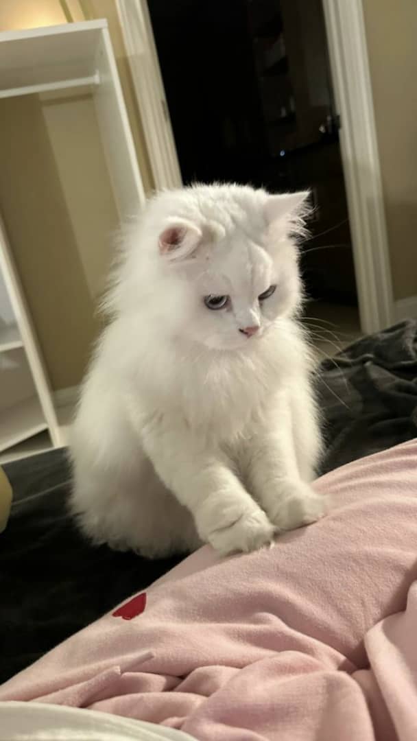 Adorexkeya7767's tweet photo. More than a kitten 🐈💫💞 https://t.co/0AFeEnrCQy