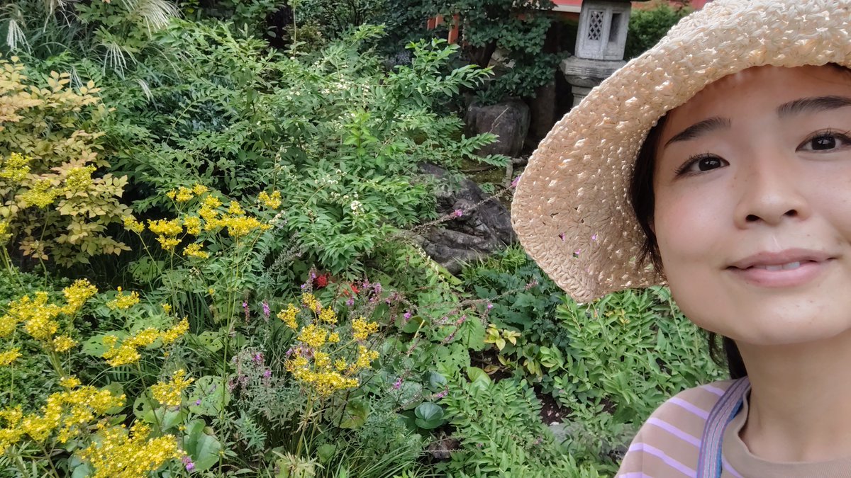 poppy_moanan's tweet photo. 板橋区→中野区で力尽きました。海が見たかった〜でもくたびれたひまわりと秋の花たちに会えたので、まる🙆 https://t.co/cWALuezkrd