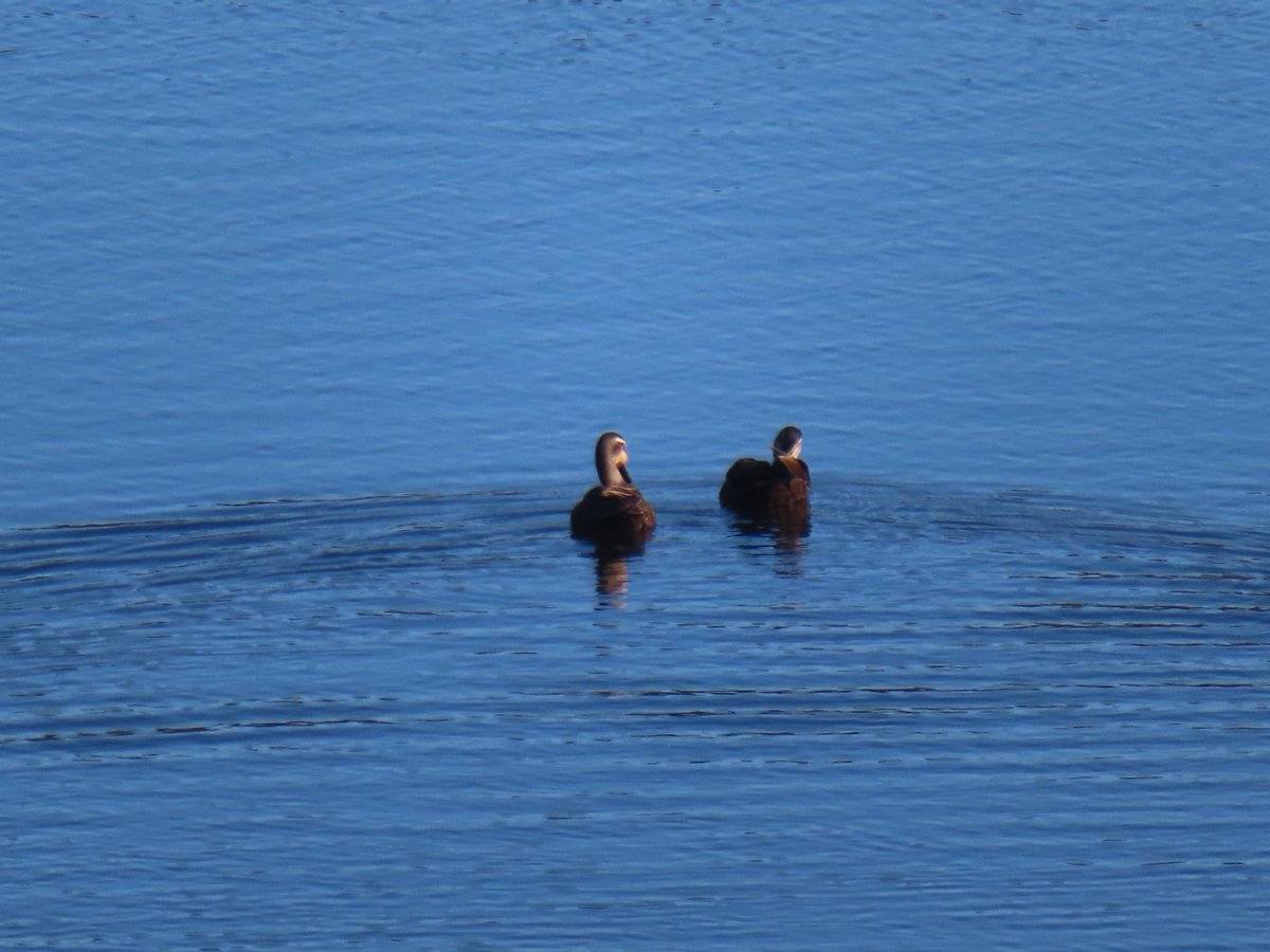 wapple15's tweet photo. A #DuckReport from Table Cape TAS 🇦🇺this afternoon. 🦆🦆 https://t.co/2byz2g8jht