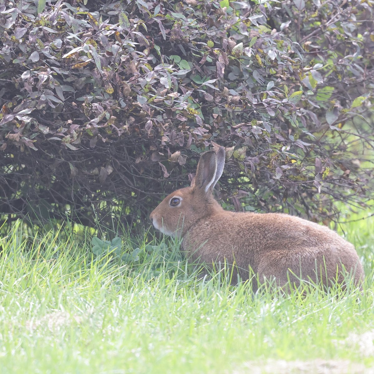 haskapfarm's tweet photo. 農園に現れる野生のエゾユキウサギさんたち。
現時点で農園内では常に4体のエゾユキさんが暮らしています。
毎年、夏から秋にかけてあまり姿を見せない彼らですが今年は例年よりも体感的に多く出現しています。それぞれ個体を判別できやすいのも夏毛の時だけですね。 https://t.co/6NeylBiT9k