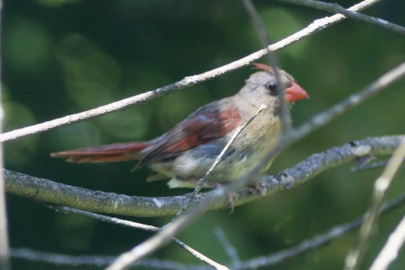 CatharineYogi's tweet photo. I think this is a young Cardinal who is starting to fill in his red colours! Apparently this process is dependent on the foods eaten! Who knew ? ❤️ #northerncardinal #birds #birdphotography #BirdTwitter #TwitterNaturePhotography #TwitterNatureCommunity ❤️ https://t.co/XxitG3St06