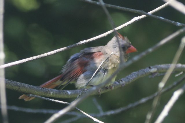 CatharineYogi's tweet photo. I think this is a young Cardinal who is starting to fill in his red colours! Apparently this process is dependent on the foods eaten! Who knew ? ❤️ #northerncardinal #birds #birdphotography #BirdTwitter #TwitterNaturePhotography #TwitterNatureCommunity ❤️ https://t.co/XxitG3St06