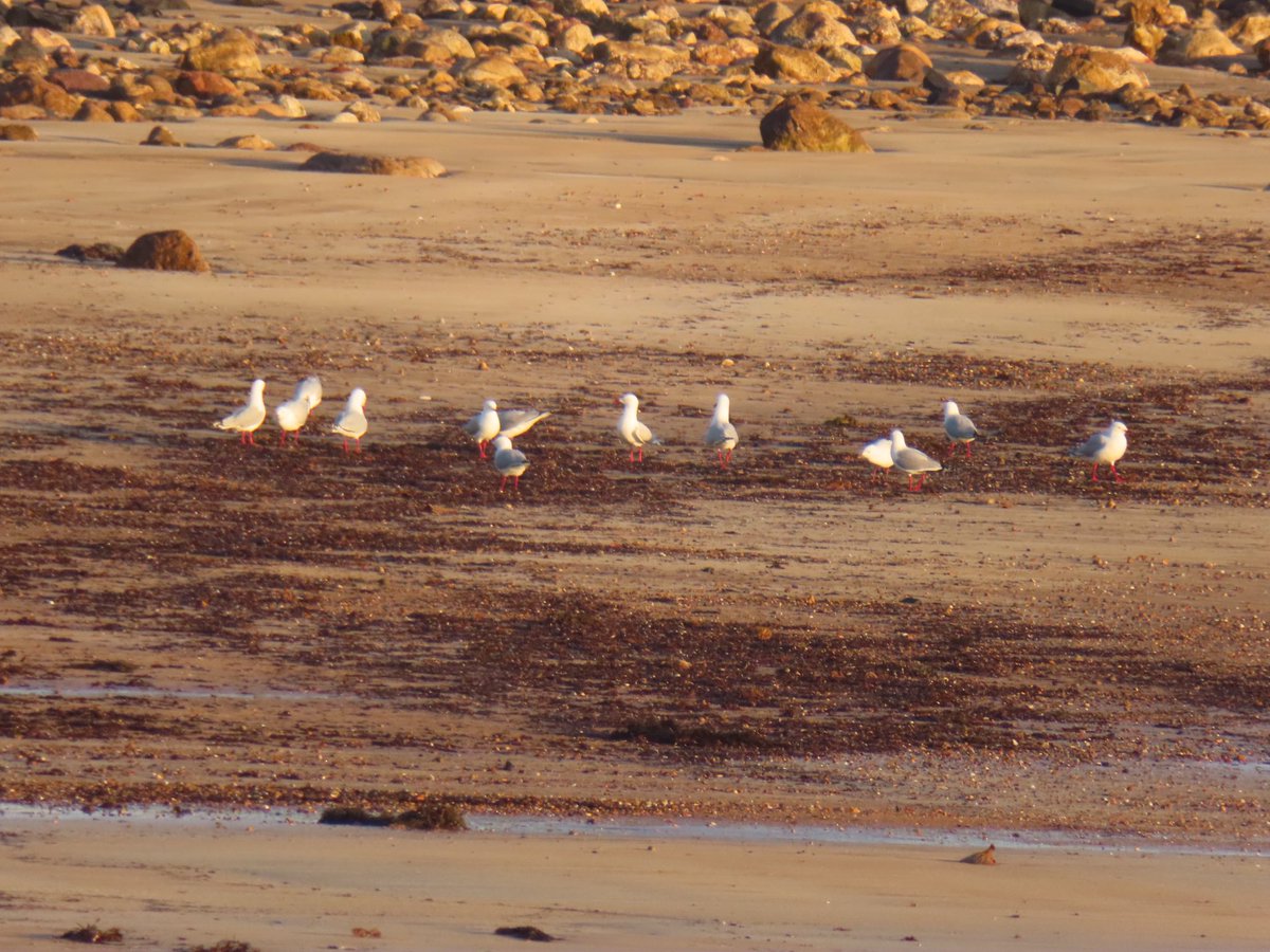 wapple15's tweet photo. Zooming in for a #SeagullReport from Watcombe Beach TAS ๐ฆ๐บ this morning. https://t.co/0hrbTwioxU
