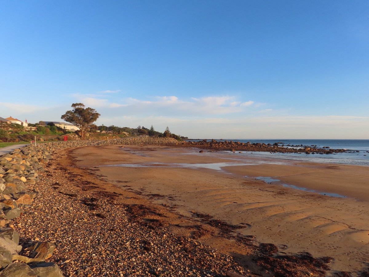 wapple15's tweet photo. Zooming in for a #SeagullReport from Watcombe Beach TAS ๐ฆ๐บ this morning. https://t.co/0hrbTwioxU