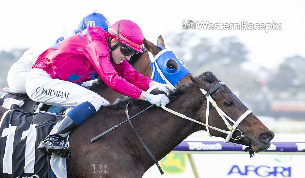 WesternRacepix's tweet photo. HAIDA GWAII - 2026 Nicopolis Stakes @PerthRacing #WesternRacepix #BelmontParkPerth 

More 📸 https://t.co/u9wTzlsNHl https://t.co/C0ACff1GaL