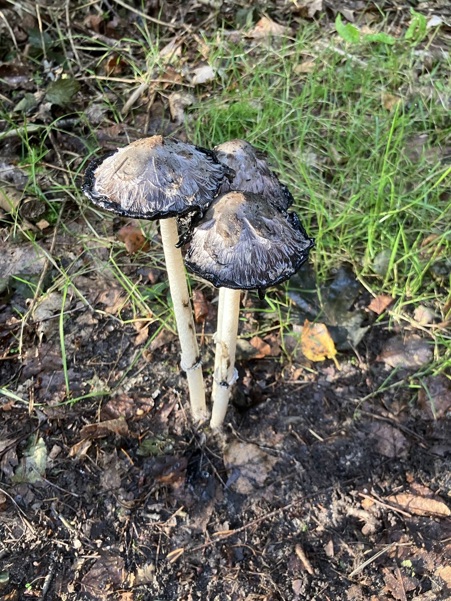 elsjonker's tweet photo. Rondje #Frieswijk met bosgroep 7 @avdaventria1906 - grote verschillen in tempo en toch lekker samen lopen (met de nodige natuurmomentjes) ❤️ https://t.co/GCSiKdJkW1