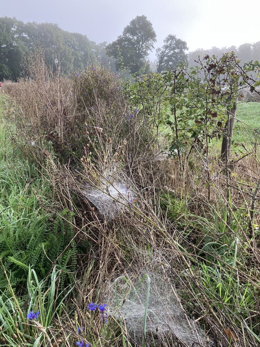 elsjonker's tweet photo. Rondje #Frieswijk met bosgroep 7 @avdaventria1906 - grote verschillen in tempo en toch lekker samen lopen (met de nodige natuurmomentjes) ❤️ https://t.co/GCSiKdJkW1