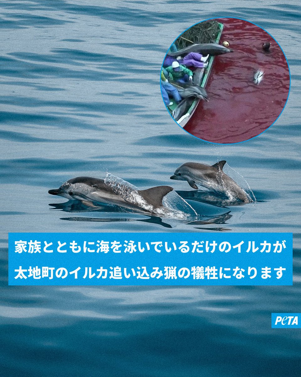 petaasia_japan's tweet photo. 家族と一緒にいるときに突然捕らえられ、「展示用」と「殺される用」に分けられる。そんなことが自分の身に起きたらどう感じるでしょうか

それが太地町のイルカ追い込み猟で起きていることです。水族館やイルカショーで生きたイルカを見たいという需要が、この残酷な現実を支えています

イルカショーに行かない選択を

#世界イルカの日