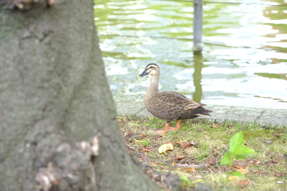 JollyRutterkin's tweet photo. コサギ
アオサギ
カルガモ
ハクチョウ
・・・ん?
Elmar f=9cm 1:4
#不忍池 にて
#フジフイルム #FujiFilm
#Elmar #エルマー
#オールドレンズ #VintageLens https://t.co/bQXEKPsR7u