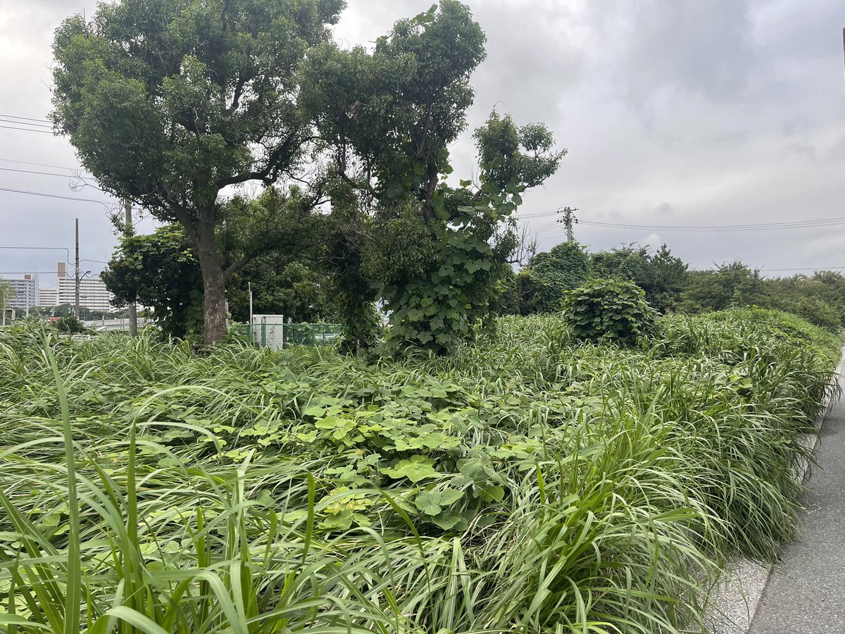 JK1JXP's tweet photo. JP-1816 偵察
身の丈以上にすくすくと育っております
相変わらずゴミだらけ https://t.co/mejwwYqnCc