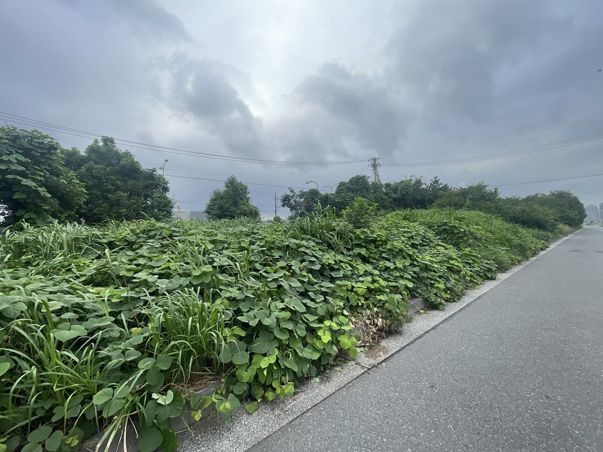 JK1JXP's tweet photo. JP-1816 偵察
身の丈以上にすくすくと育っております
相変わらずゴミだらけ https://t.co/mejwwYqnCc