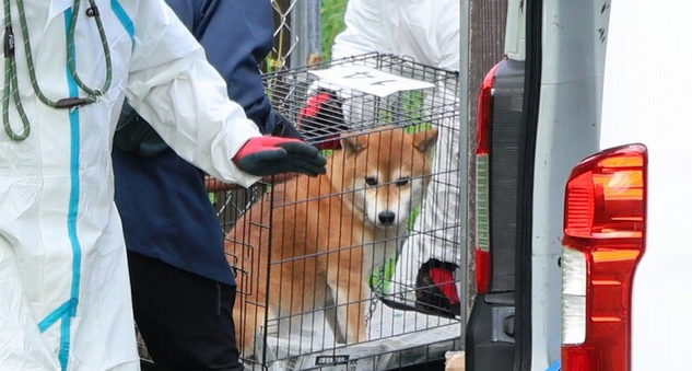 hoshusokuhou's tweet photo. 犬の命を何だと思ってるんだよ！
↓
韓国籍の男を逮捕、犬を仕入れて無登録で販売、病気になった犬を適切に保護せず衰弱させた疑い　福井県
・施設内には30匹ほどいたとみられる

こんな扱いをする人間が動物を扱うなんて、到底許せんだろ。
これ、福井だけの話なのか？無登録で動物を販売している業者、全国に結構いるんじゃないのかね。

一度全国的に調査したほうがいいだろ。
