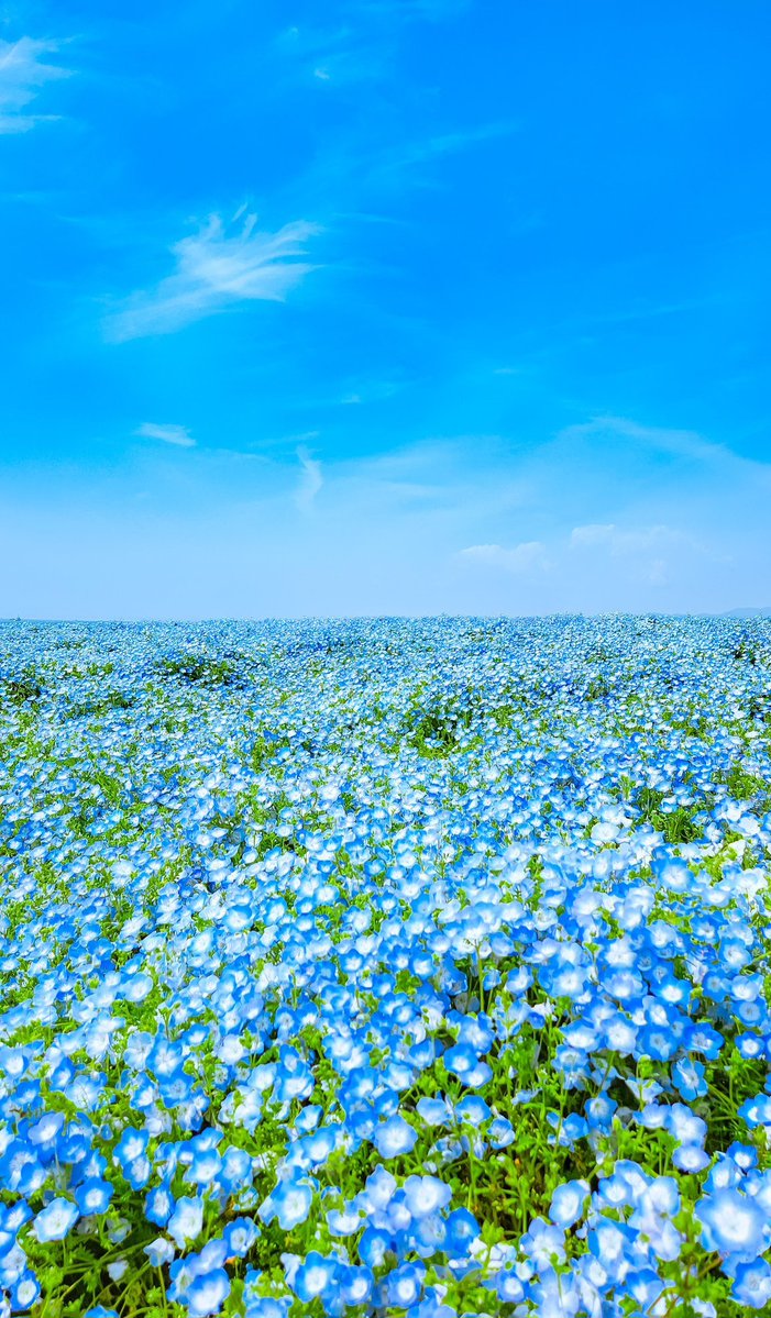 Sorani___Ao's tweet photo. ネモフィラの海、コスモスの絨毯
貴方はどちらがお好きですか。 https://t.co/5PzoTOC4q0