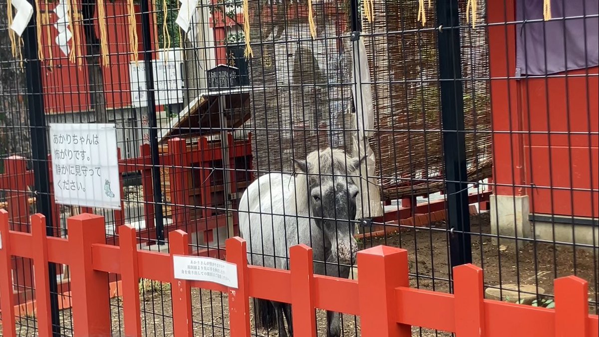 Milimani1058's tweet photo. シーズン初めのご挨拶。ちょっと前に春シーズン終わりの挨拶に来たと思ったら、もう秋か、と思われているかしらん。引き続きよろしくお願いいたします。今日は久しぶりにあかりちゃんにも会えました🐴 https://t.co/l3OByoWvQI