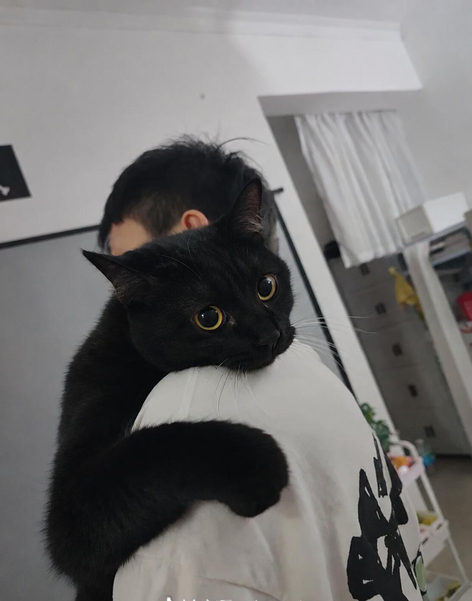 nocontextscats tweet picture