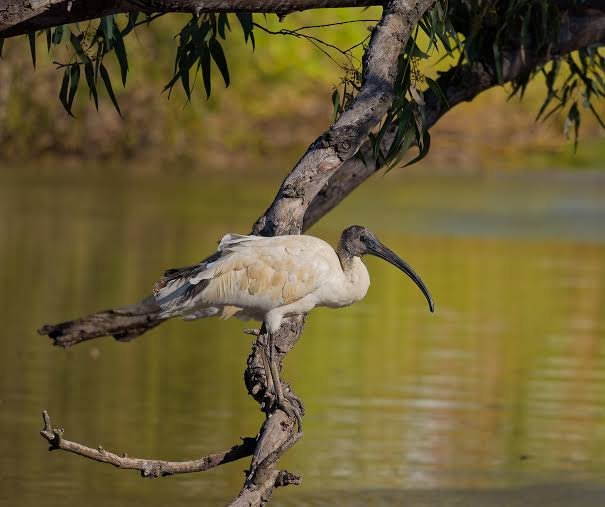 kay91052's tweet photo. Australia white ibis, They used to live only in swamps and inland wetlands. It's famous for its remarkable ability to adapt to city life, earning it the popular nickname.

#australiawhiteibis
#brisbane #queensland #australia
#ibisphotograph
#wildlifephotograph
#natureislife https://t.co/0xLzLqlL0a