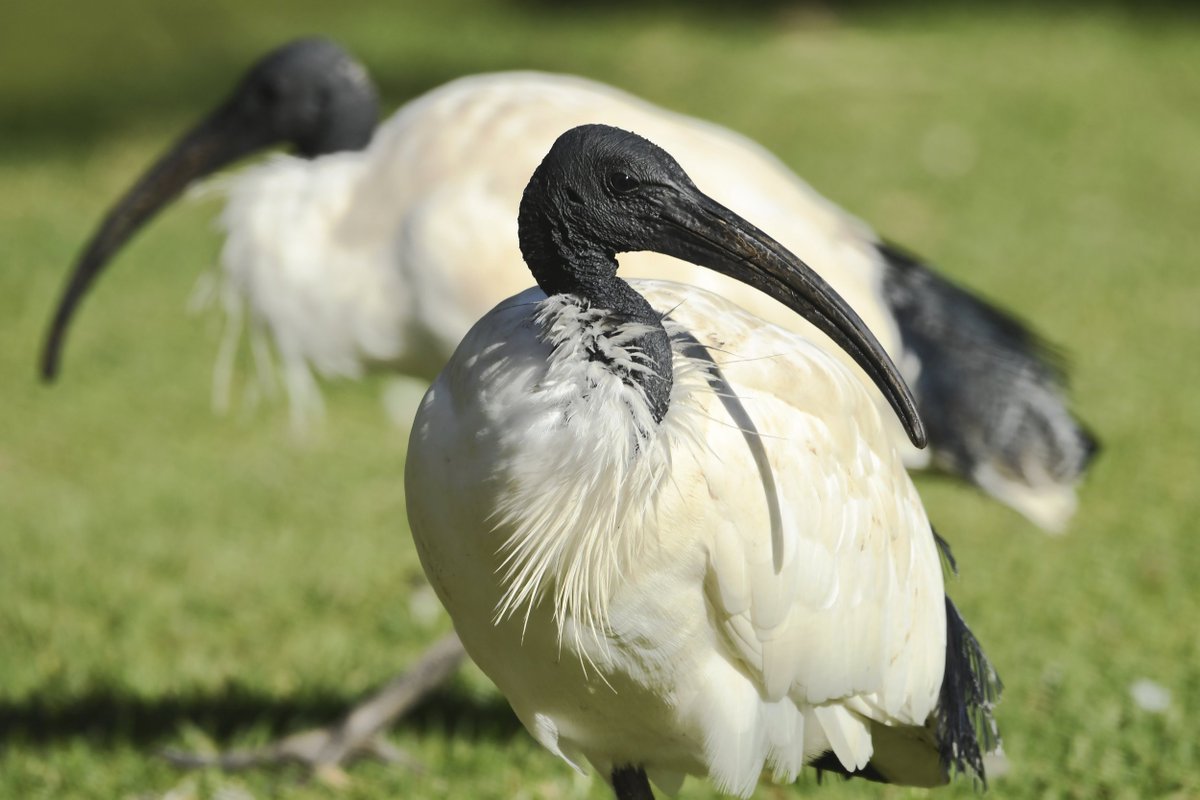 kay91052's tweet photo. Australia white ibis, They used to live only in swamps and inland wetlands. It's famous for its remarkable ability to adapt to city life, earning it the popular nickname.

#australiawhiteibis
#brisbane #queensland #australia
#ibisphotograph
#wildlifephotograph
#natureislife https://t.co/0xLzLqlL0a