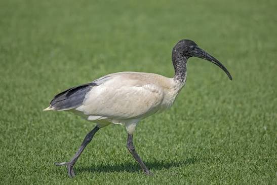 kay91052's tweet photo. Australia white ibis, They used to live only in swamps and inland wetlands. It's famous for its remarkable ability to adapt to city life, earning it the popular nickname.

#australiawhiteibis
#brisbane #queensland #australia
#ibisphotograph
#wildlifephotograph
#natureislife https://t.co/0xLzLqlL0a