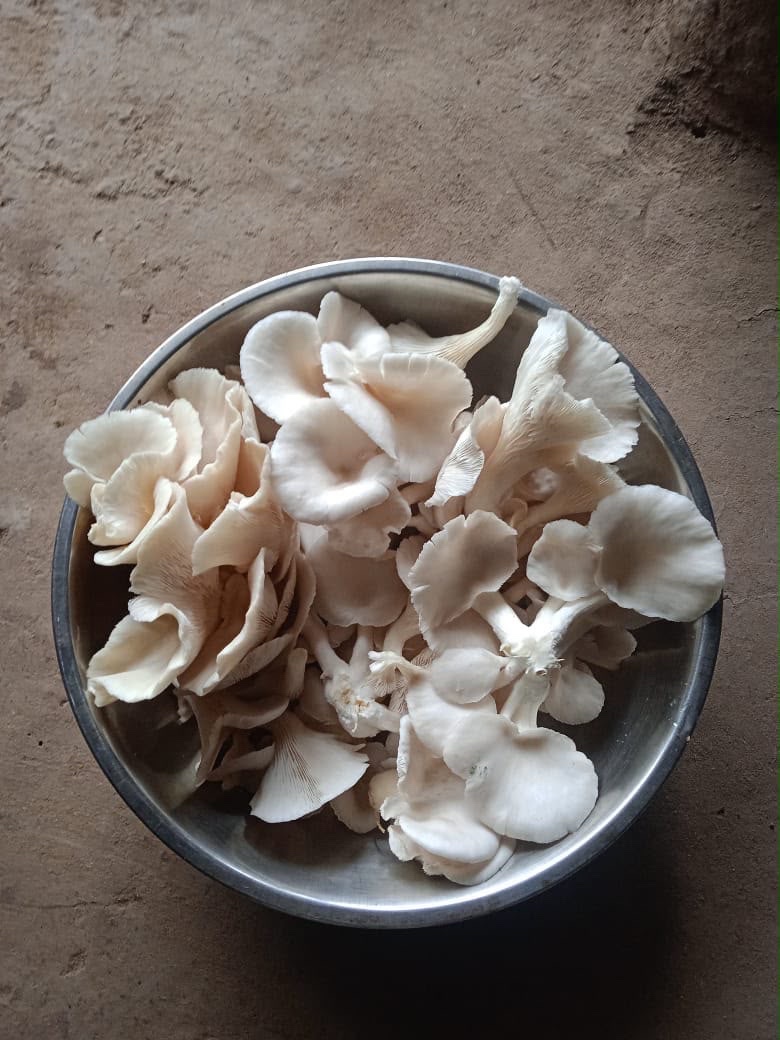 GlpcLivelihood's tweet photo. 🍄 મશરૂમ સબ-સેક્ટર વિકાસ દ્વ��રા મહિલા સશક્તિકરણ 🌱

મહિલાઓને મશરૂમ ઉત્પાદન અંગે તાલીમ અને માર્ગદર્શન આપી આજીવિકાની નવી તકો ઊભી કરવાનો પ્રયાસ.

📍 ગોધરા | પાલનપુર | ખાજણા | સાવરકુંડલા | શિહોર
📅 18 ઓગસ્ટથી 1 સપ્ટેમ્બર 2026
👩‍🌾 કુલ 250 તાલીમાર્થીઓ

કૌશલ્ય વિકાસ • આત્મનિર્ભરતા • મહિલા સશક્તિકરણ 🌿

#મશરૂમઉત્પાદન #મહિલાસશક્તિકરણ #SHG #GLPC#MissionMangalam