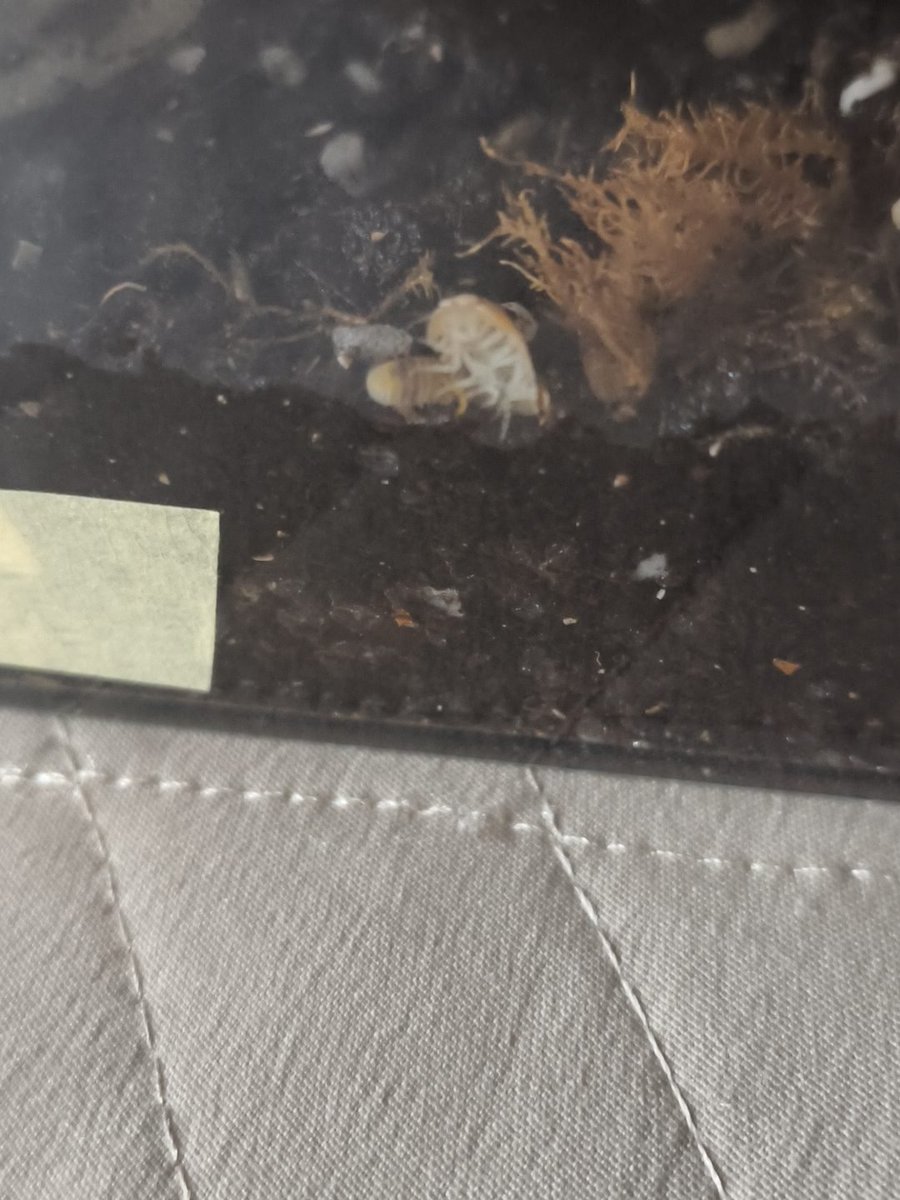 Johnleo2a4mCAN's tweet photo. Isopods #pet https://t.co/ZXrBpire6w