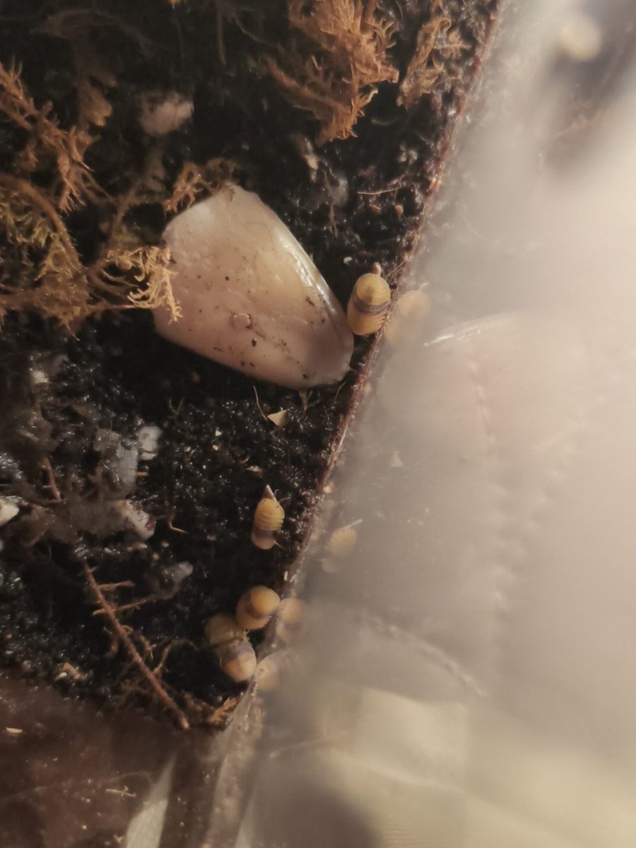 Johnleo2a4mCAN's tweet photo. Isopods #pet https://t.co/ZXrBpire6w