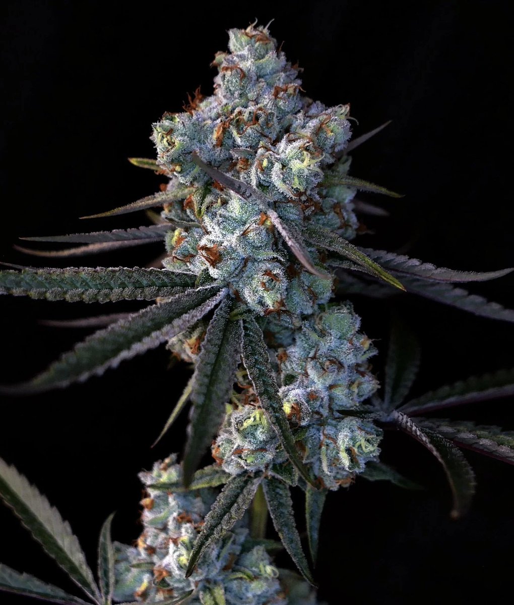 weedweedel's tweet photo. #poupettekenza #guedro #Ranska
⬇️Klikkaa tästä tilataksesi ❄️ 🍯 🍫
Telegram: https://t.co/yvYjrCfu6n
Snap👻: shutgungpoing
#espoo #helsinki #tampere #huumeet #toimitus #rikkaruoho #turku #thc #itse
#homo https://t.co/Ms4taSGMVL
