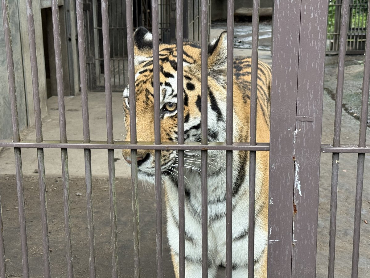 potatowolf358's tweet photo. 宇都宮動物園 アズサちゃん

ふにふにおてて🐾🐾 https://t.co/mmw4lEbFc7
