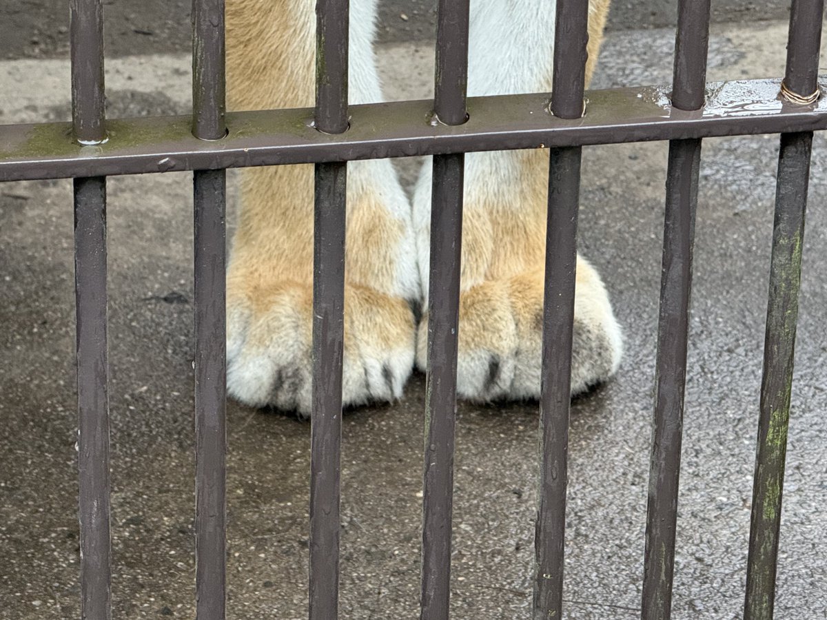 potatowolf358's tweet photo. 宇都宮動物園 アズサちゃん

ふにふにおてて🐾🐾 https://t.co/mmw4lEbFc7