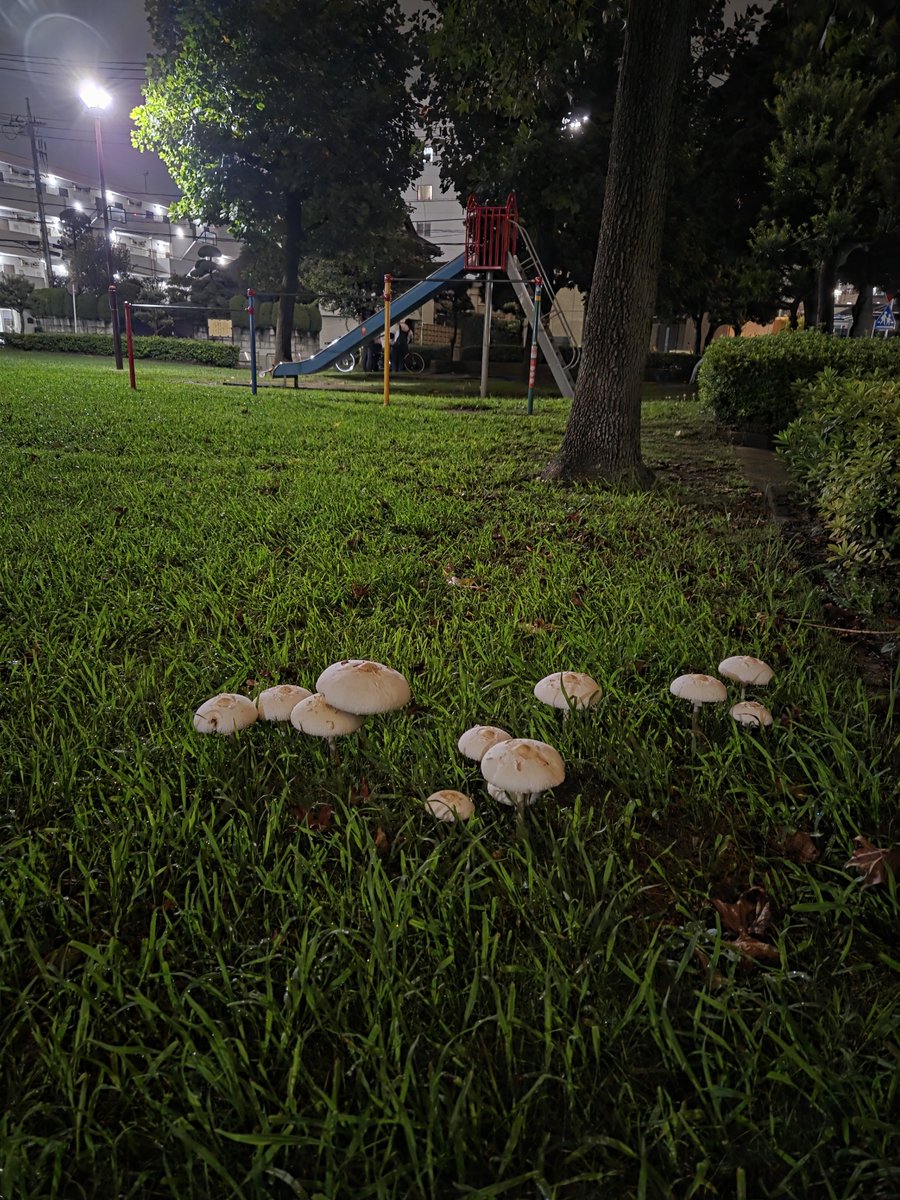 okeyadeOKya's tweet photo. 近所の公園に毒キノコ群生してて笑う https://t.co/KKsleLqMbf