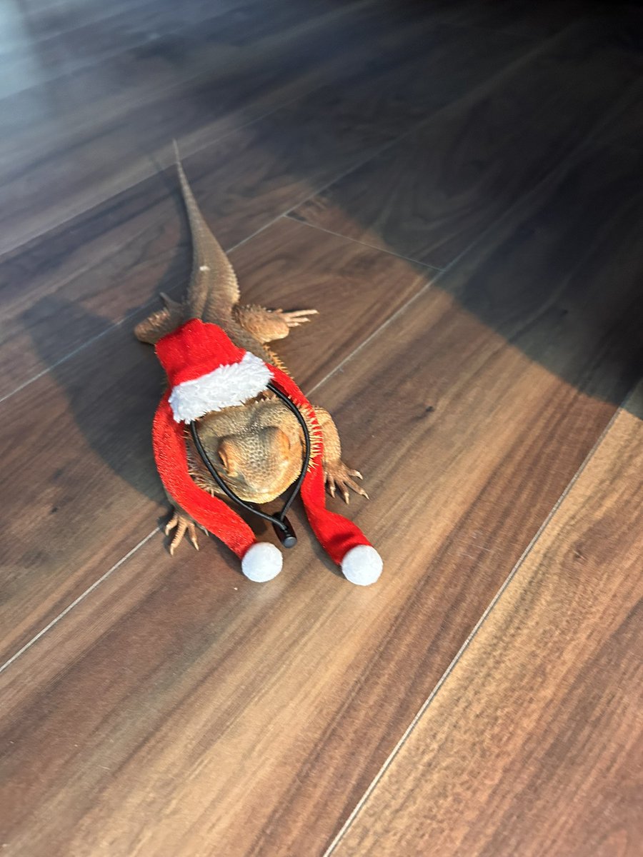 halsey9291's tweet photo. @halsey What about a little guy like this (Rusty 🧡) https://t.co/BzZyotp8B2